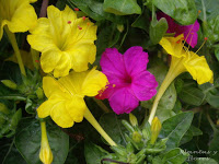 Mirabilis+jalapa+%288%29+-+copia.jpg