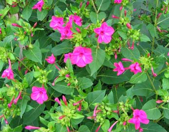 mirabilis-jalapa.jpg