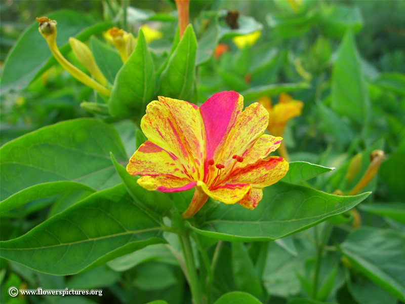 mirabilis-jalapa_2.jpg