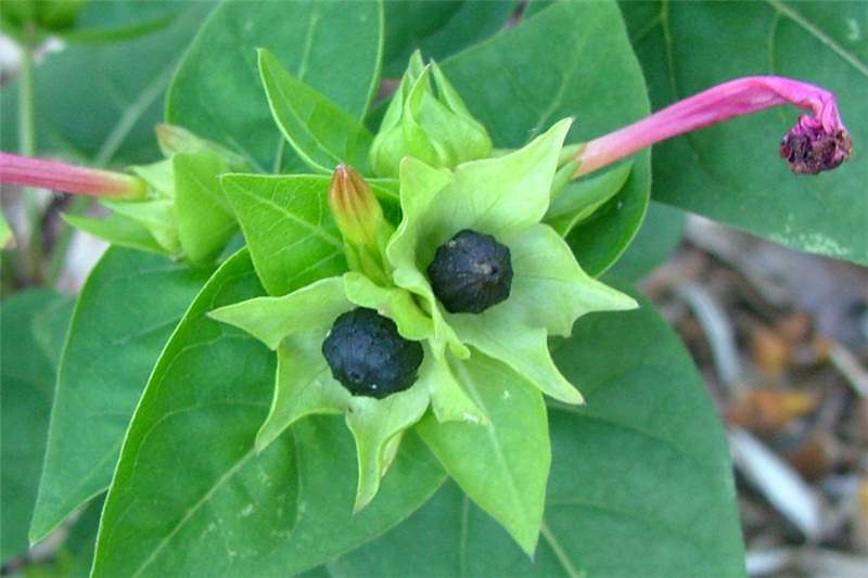 mirabilis_jalapa53.jpg