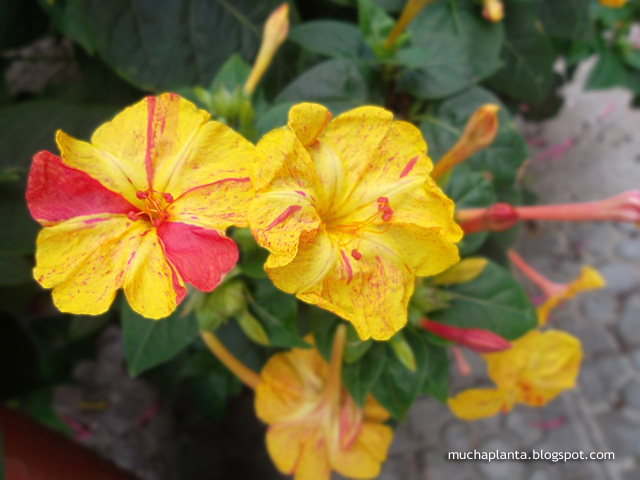 Mirabilis_jalapa_red_yellow.jpg