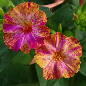 MirabilisJalapa090725b.jpg