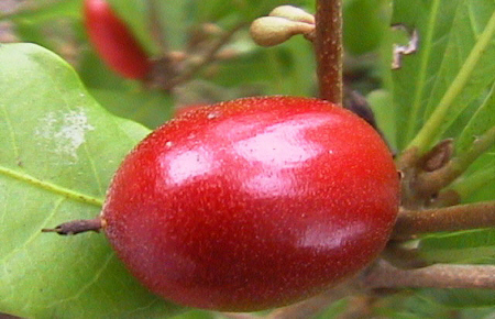 miracle_fruit.jpg