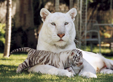mirage_jardin_secreto_tigres.jpg