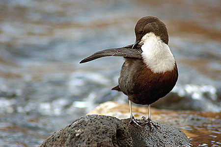 mirlo-acuaticoficha.jpg