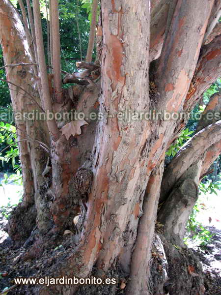 mirto-myrtus-communis-02.jpg