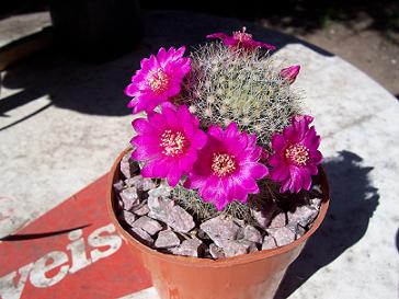 mis%20cactus%7E0.JPG