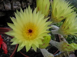 Mis%20cactus6.jpg