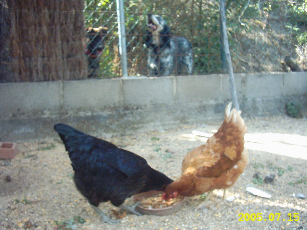 Mis%20gallinitas%20023.jpg