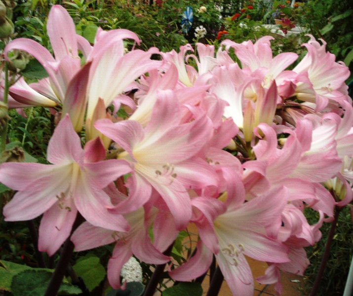mis%20im%E1genes%20flores2005%20002%7E0.jpg