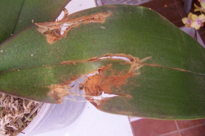 Mis%20orquis%20016.jpg
