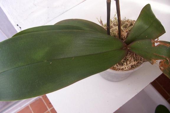 Mis%20orquis%20017.jpg