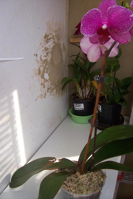 Mis%20orquis%20018.jpg