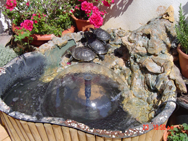 mis%20tortugas.jpg
