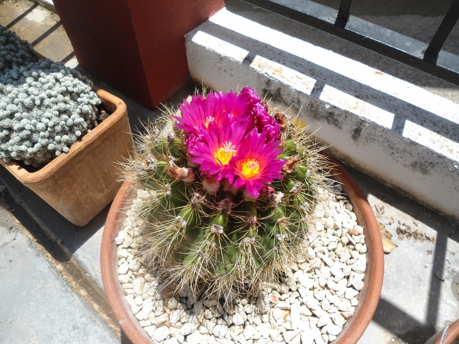 mis+cactus+001.JPG