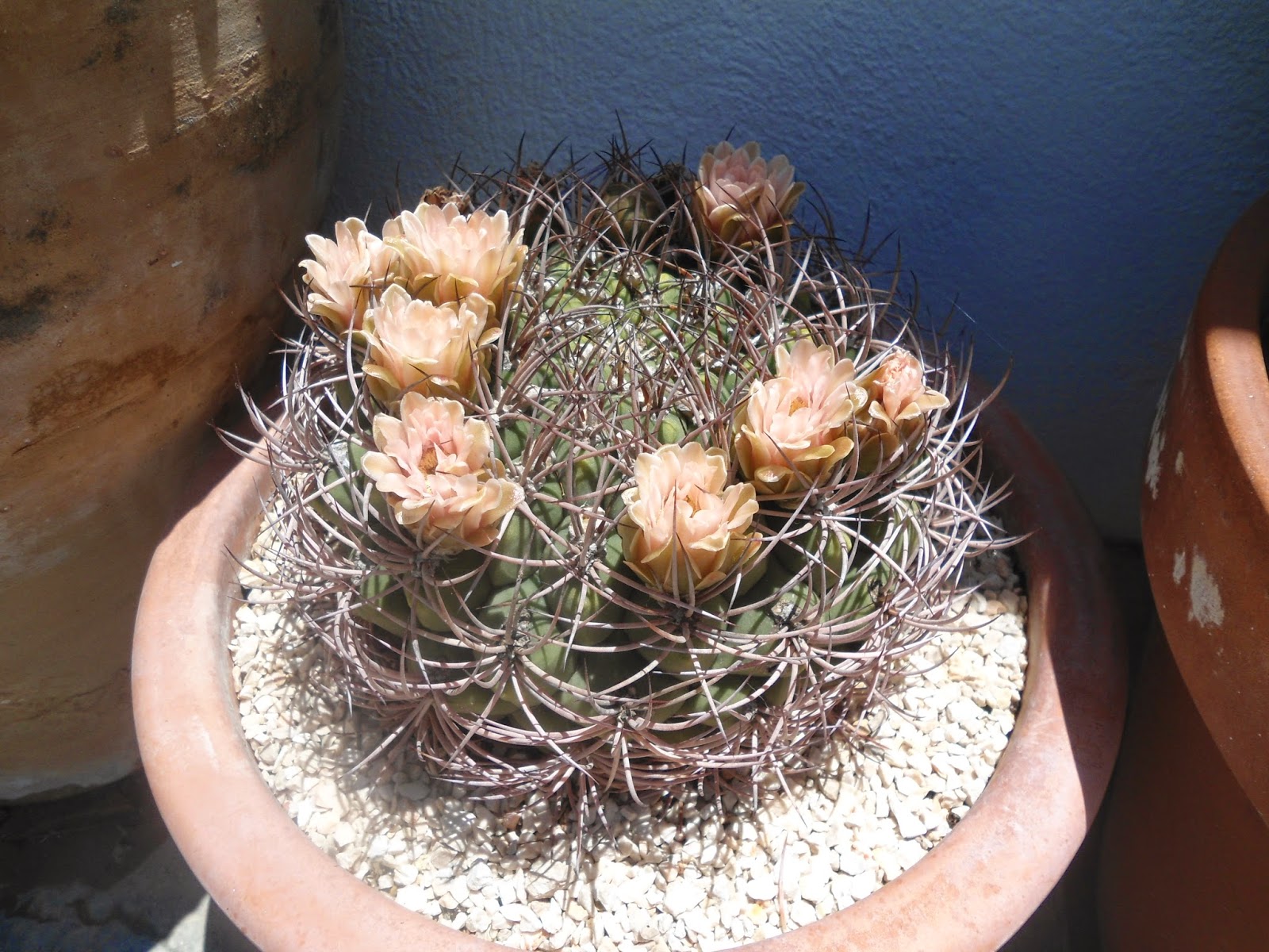 mis+cactus+002.JPG