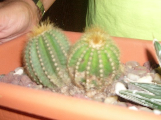 MIS CACTUS 030.jpg