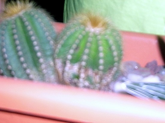 MIS CACTUS 031.jpg
