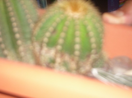 MIS CACTUS 032.jpg
