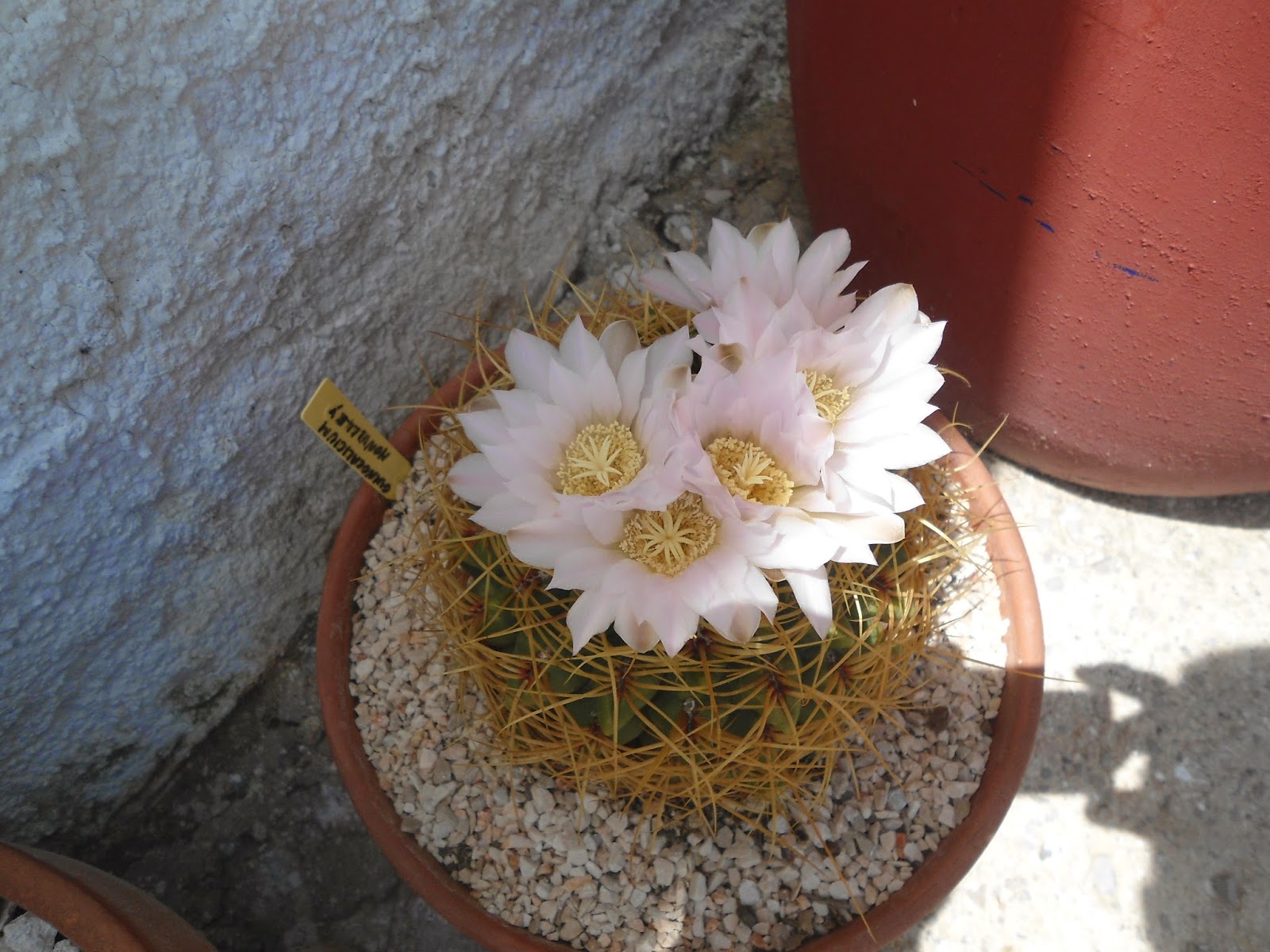 mis++cactus+036.JPG
