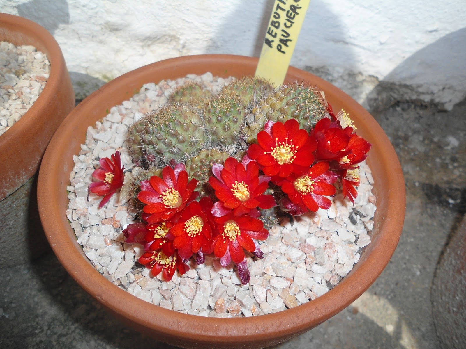 mis++cactus+051.JPG