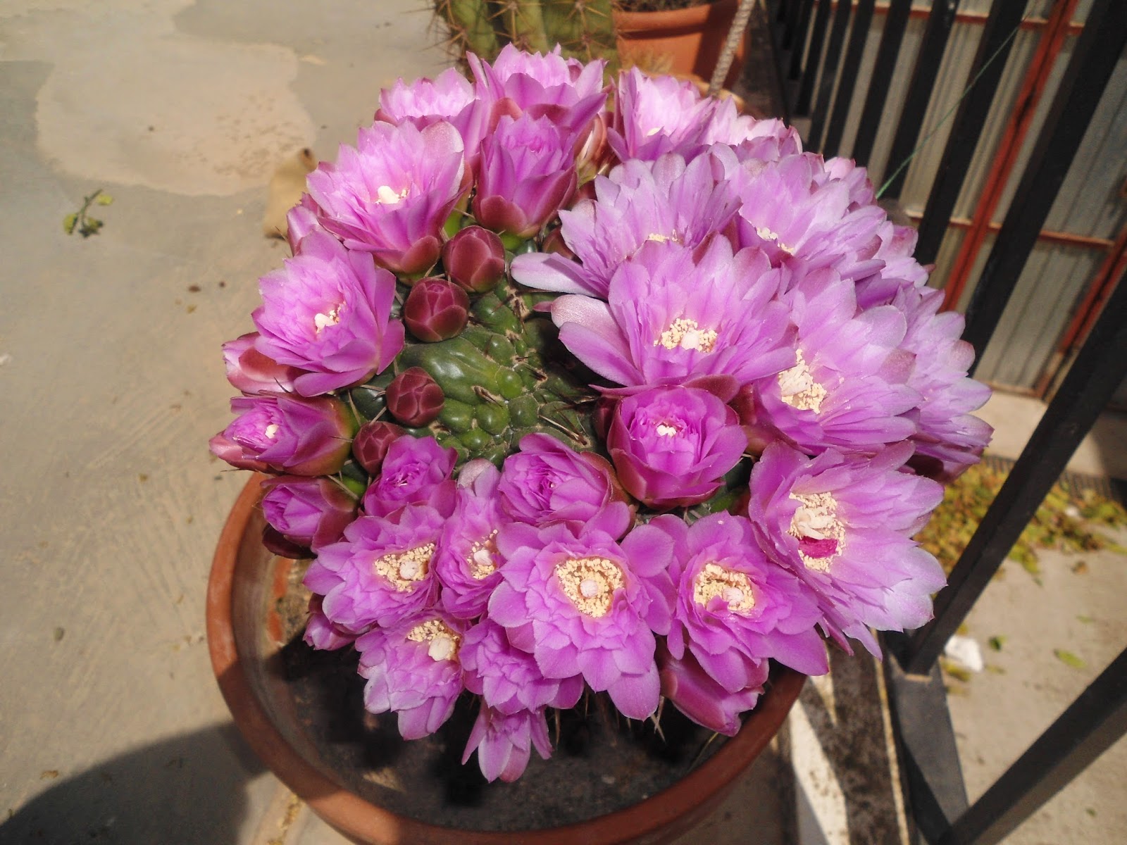 mis++cactus+068.JPG