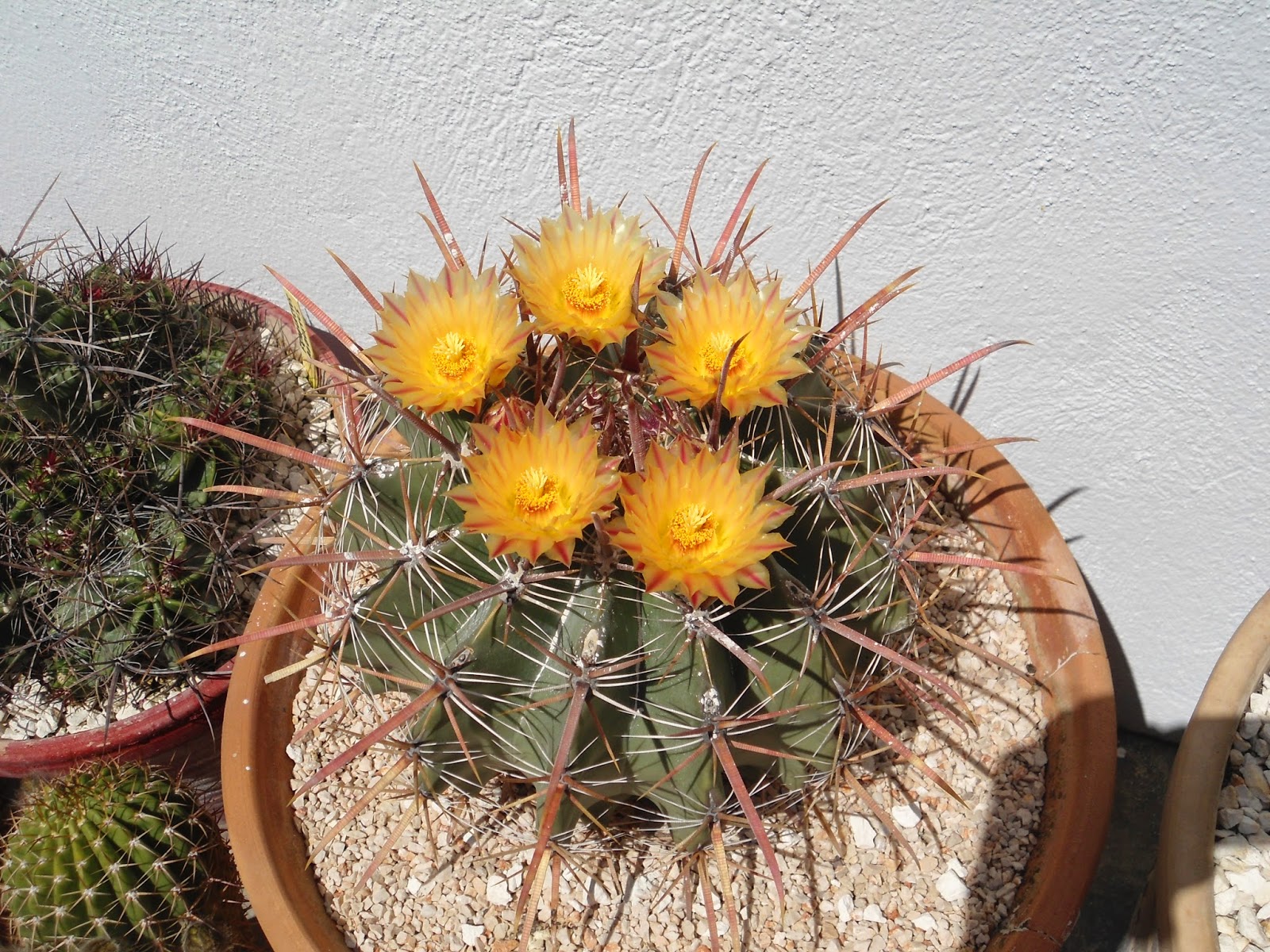 mis++cactus+086.JPG