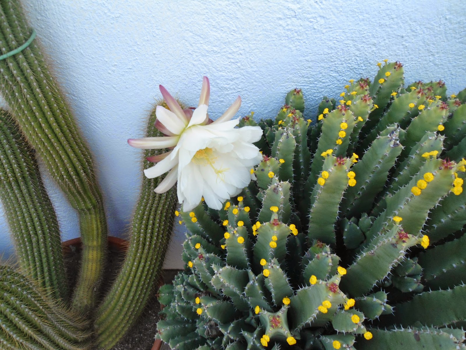 mis++cactus+119.JPG