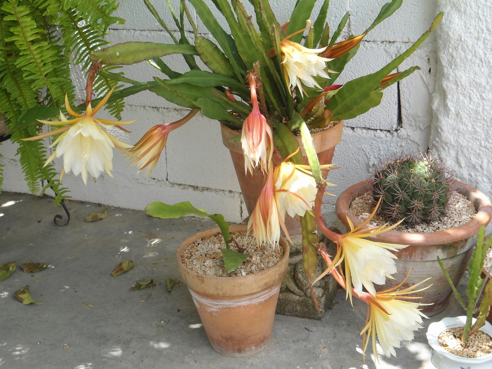 mis++cactus+126.JPG