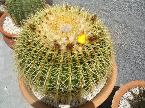 mis++cactus+140.JPG