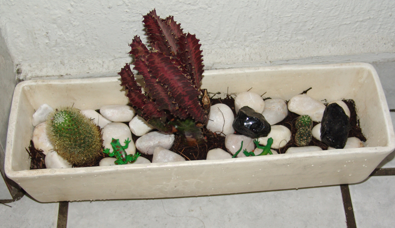 mis-captus.jpg
