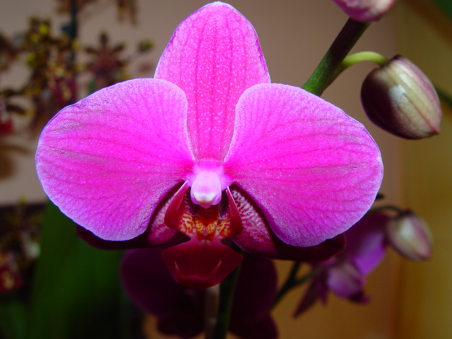 Mis Orquídeas 001.jpg