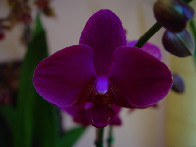 Mis Orquídeas 004.jpg