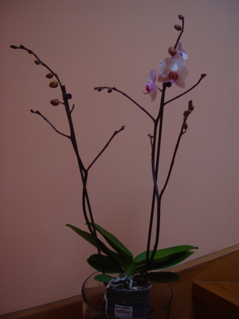 Mis Orquídeas 007.jpg
