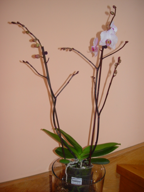 Mis Orquídeas 008.jpg