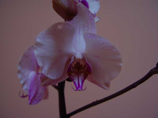 Mis Orquídeas 010.jpg