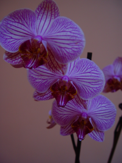 Mis Orquídeas 012.jpg