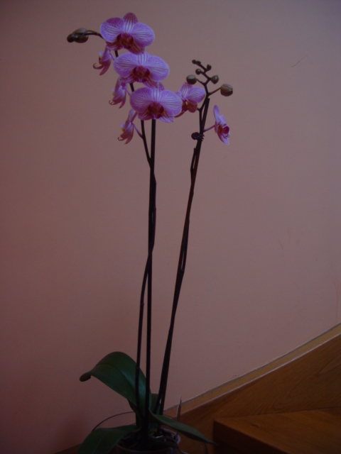 Mis Orquídeas 013.jpg