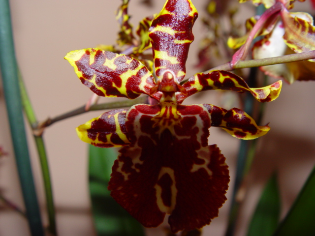 Mis Orquídeas 015.jpg