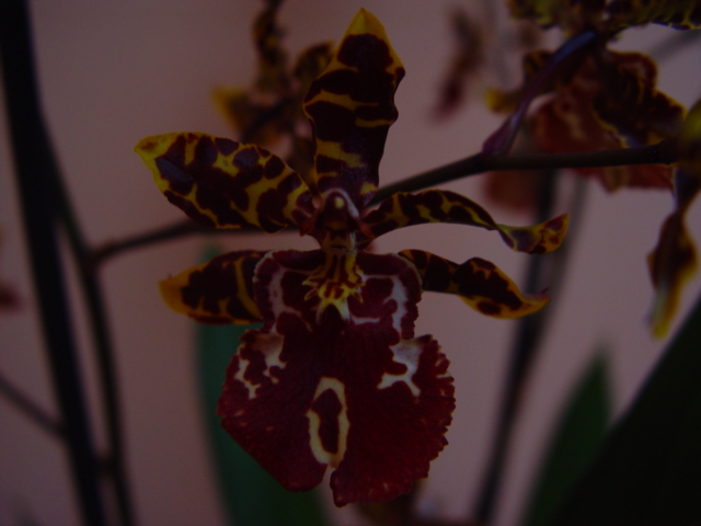 Mis Orquídeas 016.jpg
