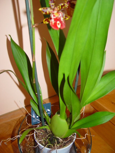 Mis Orquídeas 018.jpg
