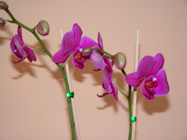 Mis Orquídeas 019.jpg