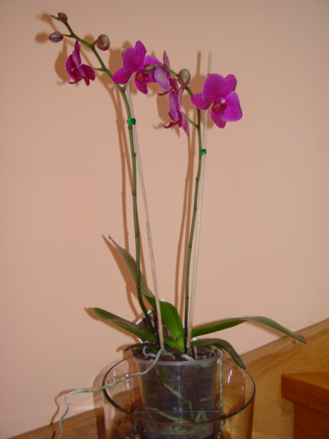 Mis Orquídeas 020.jpg
