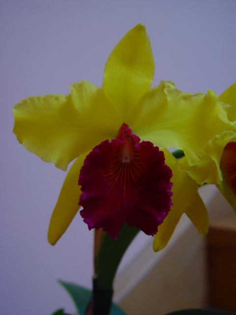Mis Orquídeas 022.jpg