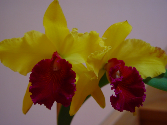 Mis Orquídeas 023.jpg