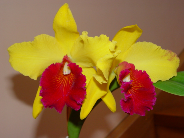 Mis Orquídeas 024.jpg