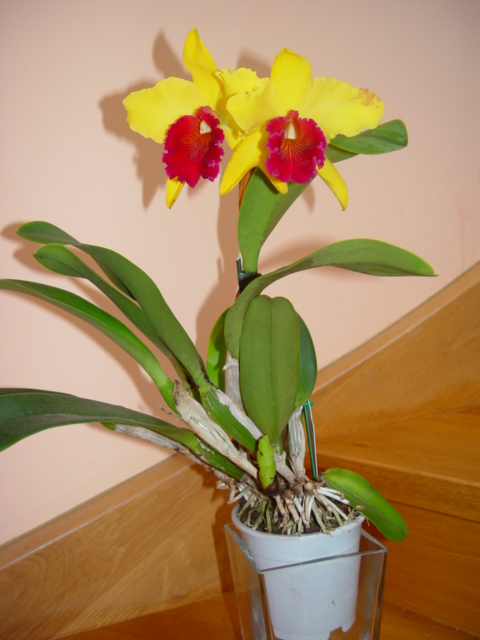 Mis Orquídeas 025.jpg