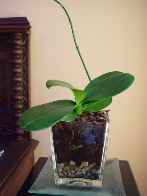 Mis Orquídeas 032.jpg