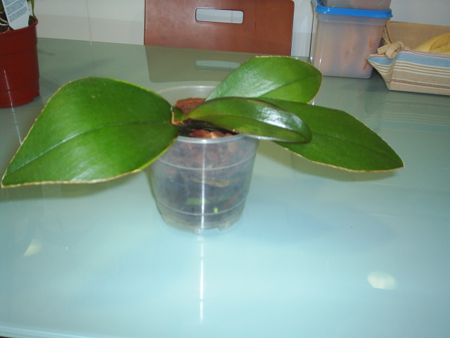 mis orquis (2).jpg