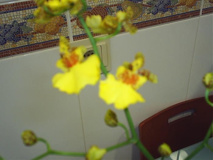 mis orquis (20).jpg